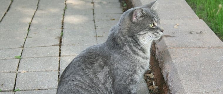 chat manx